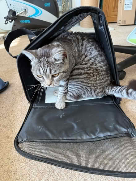 Photo of free Small pet carrier (BH8 Bournemouth) #2