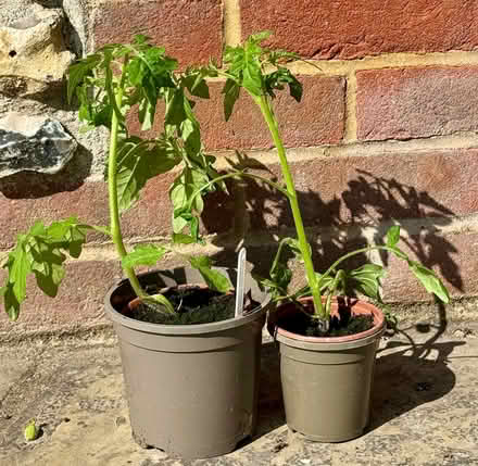 Photo of free 2 tomato plants - Gardeners Delight (East Marden) #1