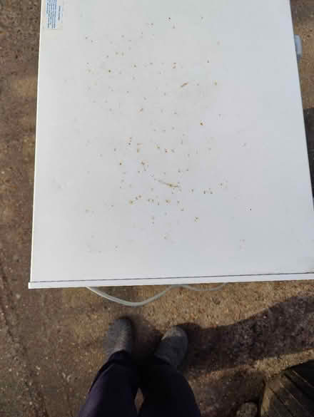 Photo of free Chest Freezer (Crowborough TN6) #4