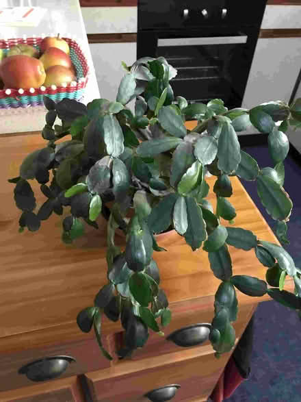 Photo of free House Plants (Minster Lovell OX29) #2