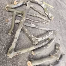 Photo of free Bags of firewood for outdoor use (East Watertown) #1