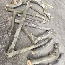 Photo of free Bags of firewood for outdoor use (East Watertown) #1