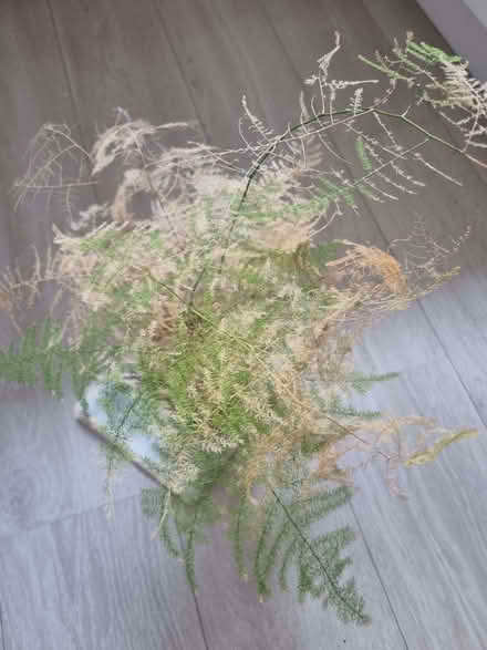 Photo of free Plant in need of rescue (Charlton Kings GL52) #2