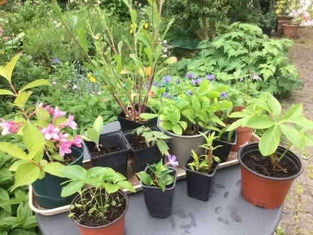 Photo of free Small garden plants (Norton juxta Twycross CV9) #1