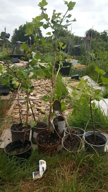 Photo of free josterberry plants (New Greens AL3) #1