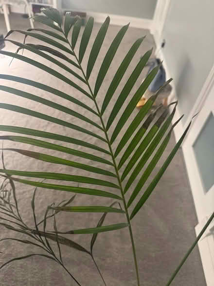 Photo of free Plant (Crosspool) #2