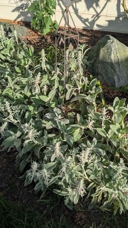 Photo of free Lambs ear (perennial) (Kent Island) #2
