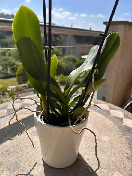 Photo of free Very healthy orchid (South Woodchester GL5) #1