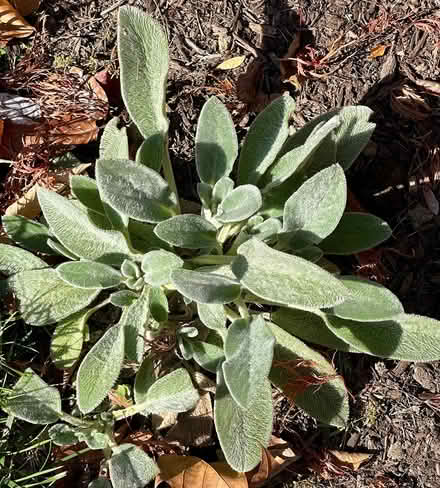 Photo of free Lamb's Ear Plants for Garden (Media/Swarthmore area) #1