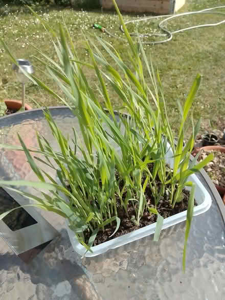 Photo of free Cat grass (Cowley Oxford) #1