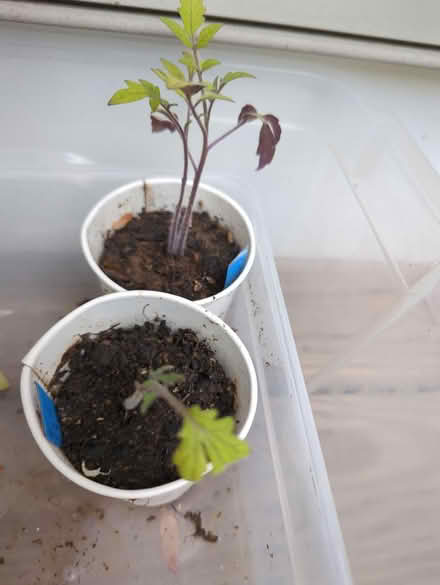 Photo of free Two tomato seedlings (Glen Rock) #1