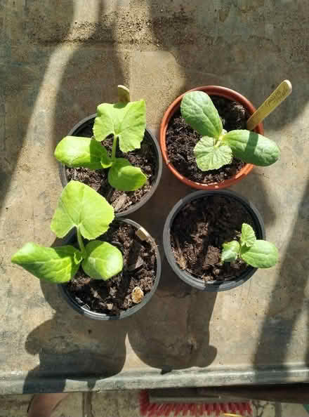 Photo of free Spaghetti squash plants (Kennington OX1) #2