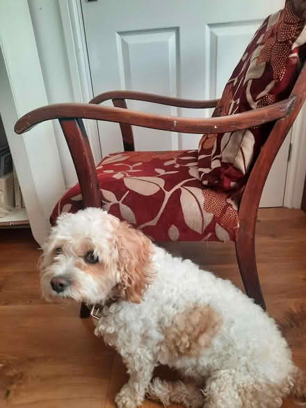 Photo of free Small Vintage Wooden Armchair (WV6 Tettenhal wood) #2