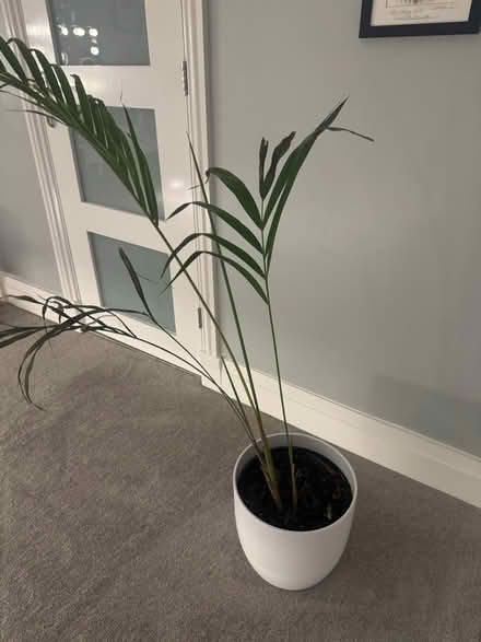 Photo of free Plant (Crosspool) #1