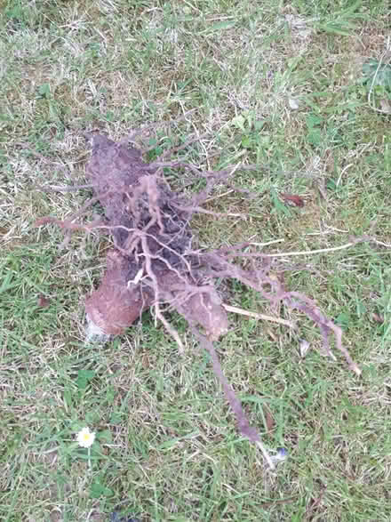 Photo of free Yukka (Aldingbourne PO20) #3