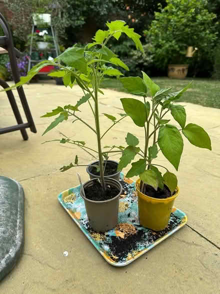 Photo of free tomato plants (Maidstone ME17) #1