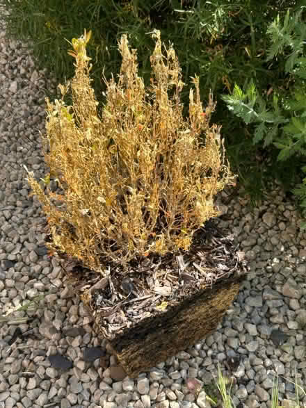 Photo of free Pair of evergreen shrubs (DT9 Sherborne) #2
