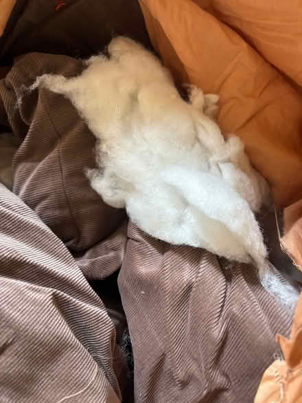 Photo of free Thick Fabric & Stuffing (Keighley BD20) #2