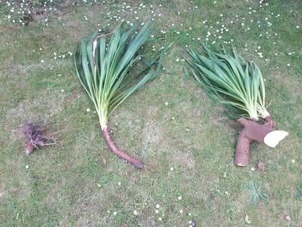 Photo of free Yukka (Aldingbourne PO20) #1