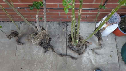 Photo of free 4 well rooted and mature rose bushes. No longer (Belle Vue WF1) #2