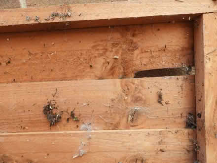 Photo of free Shed panel and door (Allestree DE22) #3