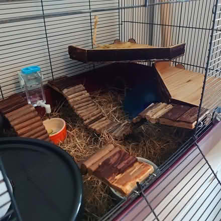 Photo of free Hamster & huge cage (Halifax) #2
