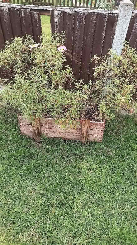 Photo of free 3x shrubs (Calow S44) #2