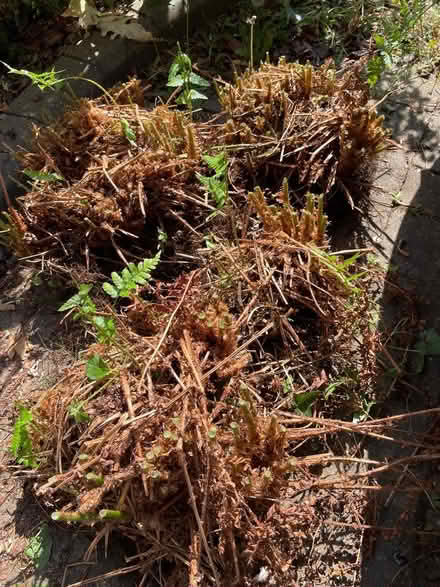 Photo of free Ferns - 3 Root Balls (ME9) #2