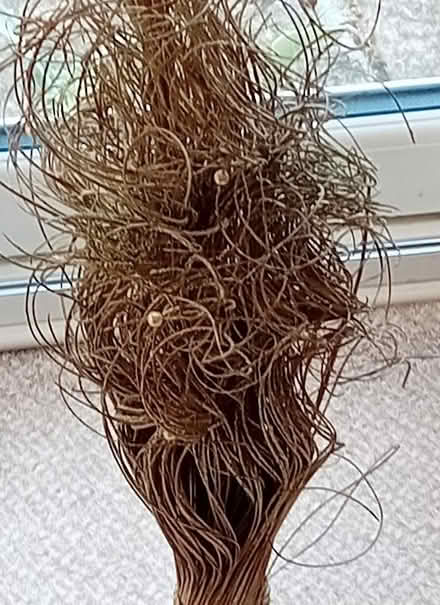 Photo of free Tall Dried Grass Type Decoration (Parkstone BH12) #2