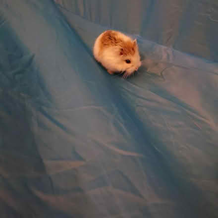 Photo of free Hamster & huge cage (Halifax) #1
