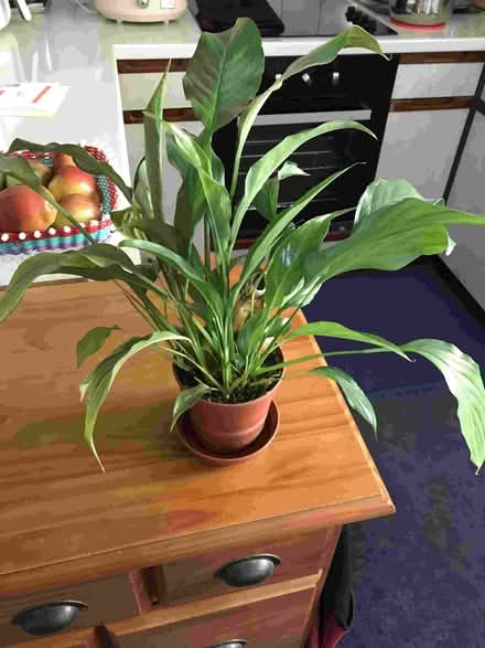 Photo of free House Plants (Minster Lovell OX29) #1