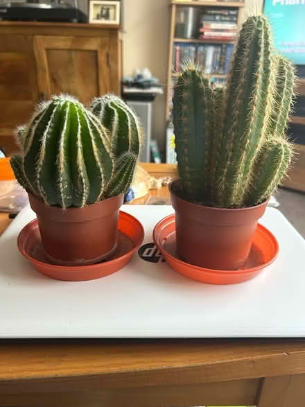Photo of free Cactii (Hanworth RG12) #1