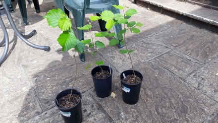 Photo of free 3 hazel saplings (Lindfield RH16) #1