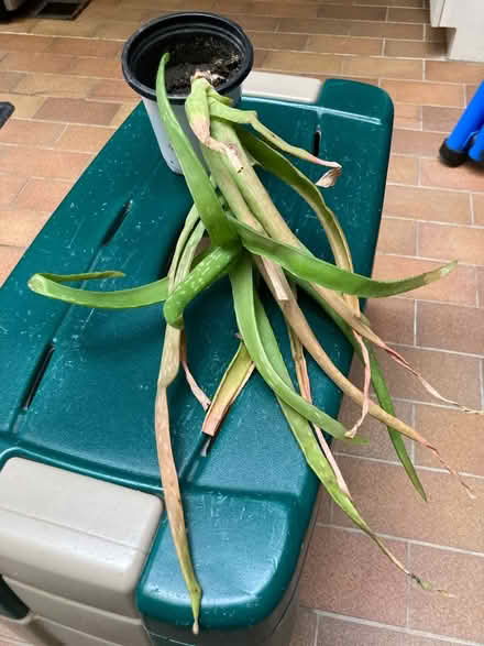 Photo of free Aloe plant (Beaches) #1