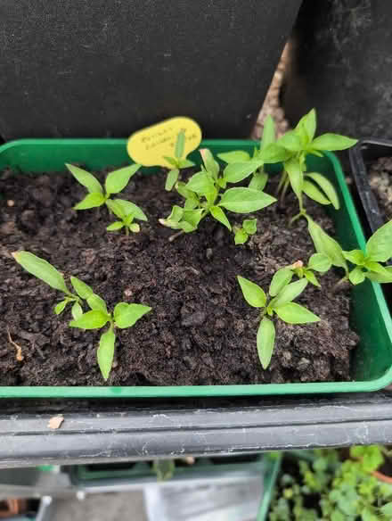 Photo of free Plants (Gregson Lane PR5) #2