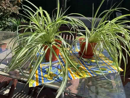 Photo of free 2 large spider plants (Bilton HU11) #1