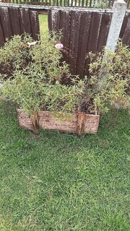 Photo of free 3x shrubs (Calow S44) #2