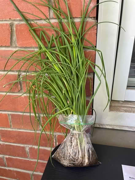 Photo of free chives (Bloor Lansdowne) #1