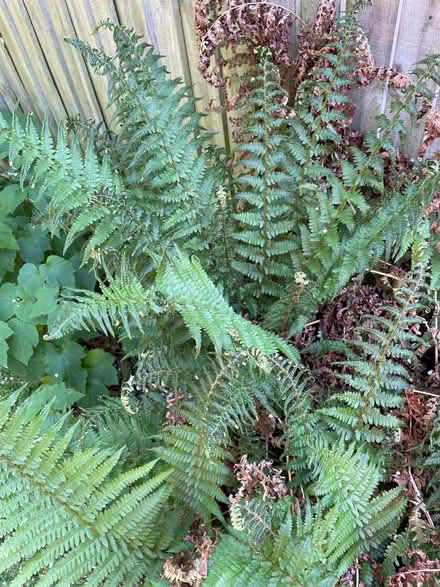 Photo of free Ferns - 3 Root Balls (ME9) #1