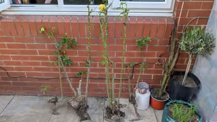 Photo of free 4 well rooted and mature rose bushes. No longer (Belle Vue WF1) #3