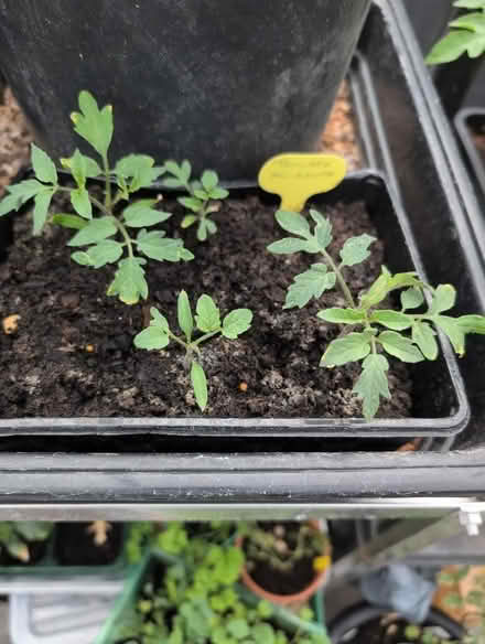 Photo of free Plants (Gregson Lane PR5) #3