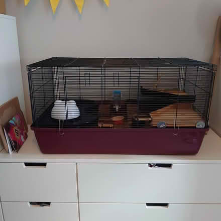 Photo of free Hamster & huge cage (Halifax) #4