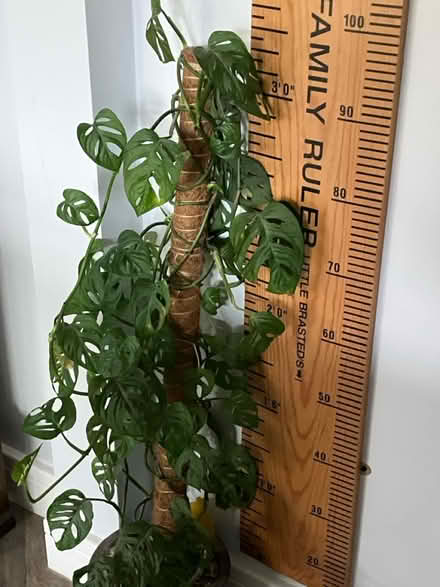 Photo of free Monstera Adansonii (Steeple, CM0) #1