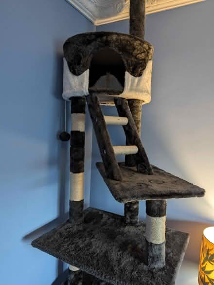 Photo of free Tall Cat tree (Rawmarsh, S62) #2