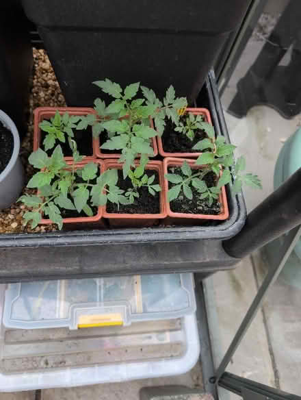 Photo of free Plants (Gregson Lane PR5) #4