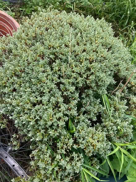 Photo of free Alpine mini tree (Marshalswick AL4) #1