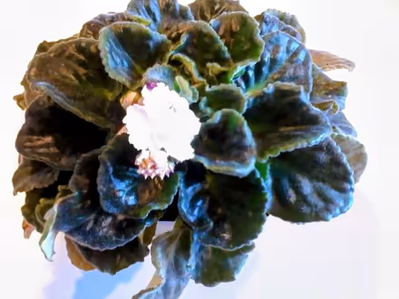 Photo of free African violets (Hawthorne Hills in NE Seattle) #1