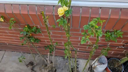 Photo of free 4 well rooted and mature rose bushes. No longer (Belle Vue WF1) #1
