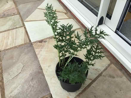 Photo of free Acanthus spinosus (Tring HP23) #1