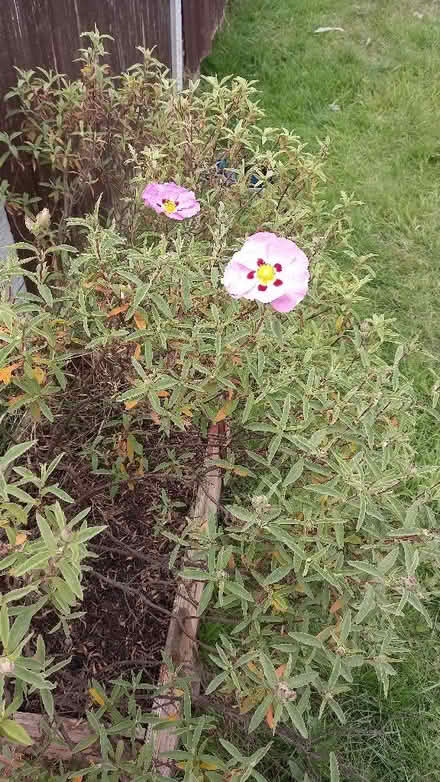 Photo of free 3x shrubs (Calow S44) #1